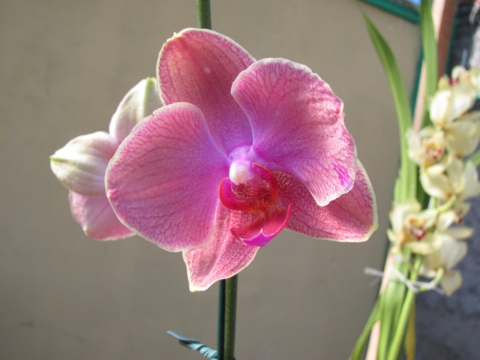 Орхидея phalaenopsis