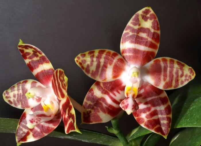 Phalaenopsis micholitzii
