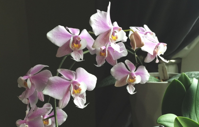 Phalaenopsis schilleriana