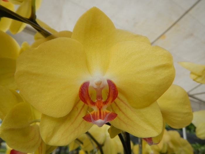 Фаленопсис сара голд