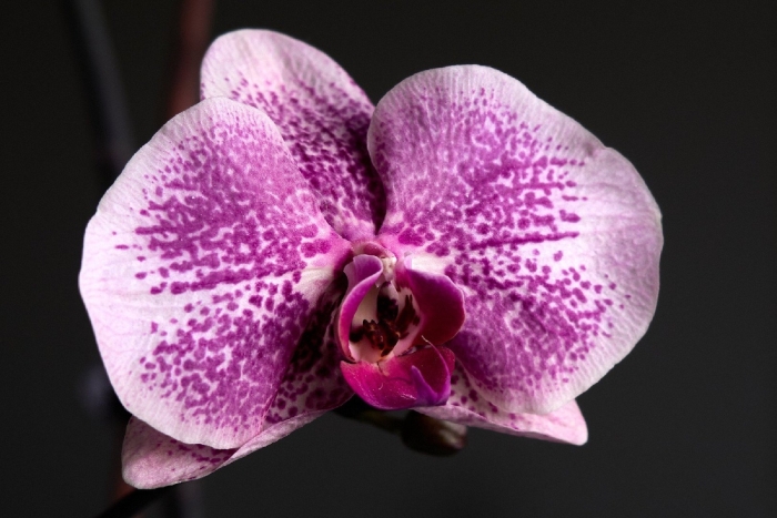 Фаленопсис анаконда