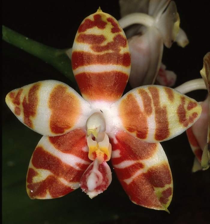 Phal. amboinensis