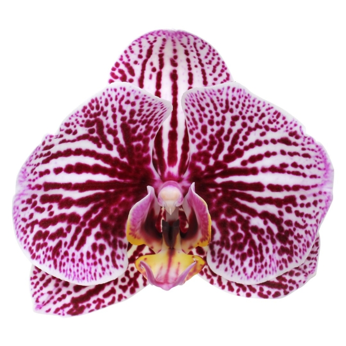 Фаленопсис блэк страйпс