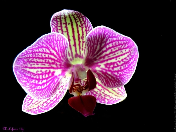 Орхидея фаленопсис альбуфера