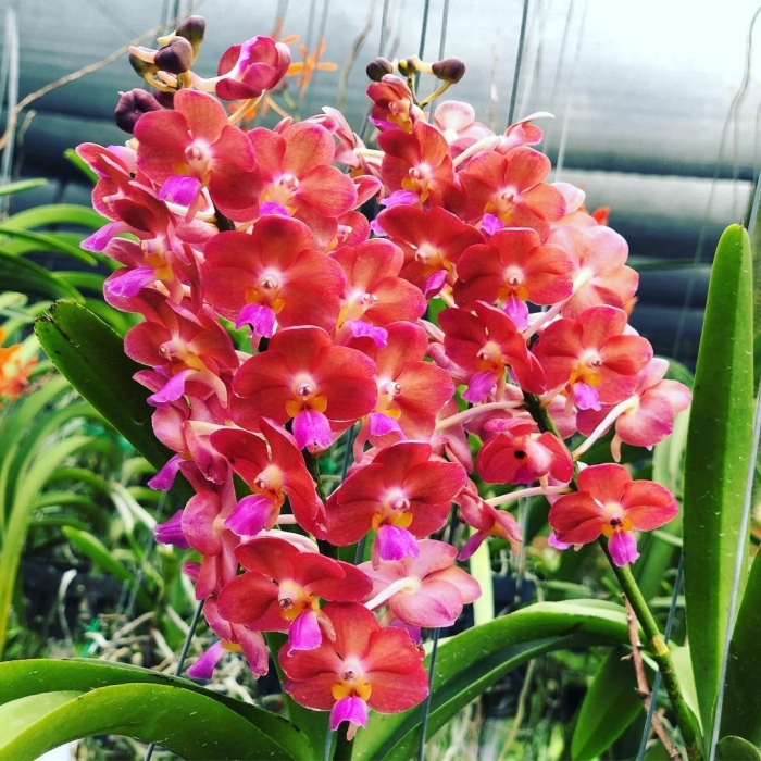 Орхидея ascovandoritis prapin