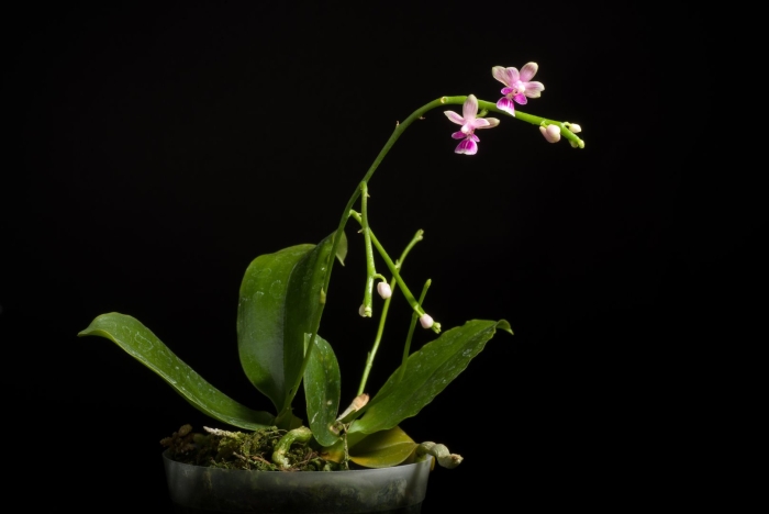 Орхидея калипсо фаленопсис