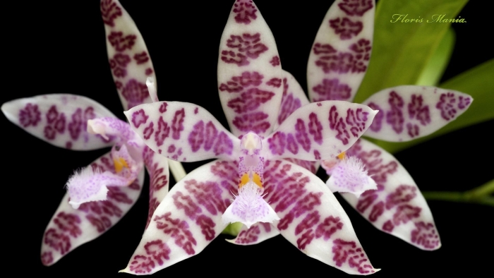 Фаленопсис иероглифика phalaenopsis hieroglyphica
