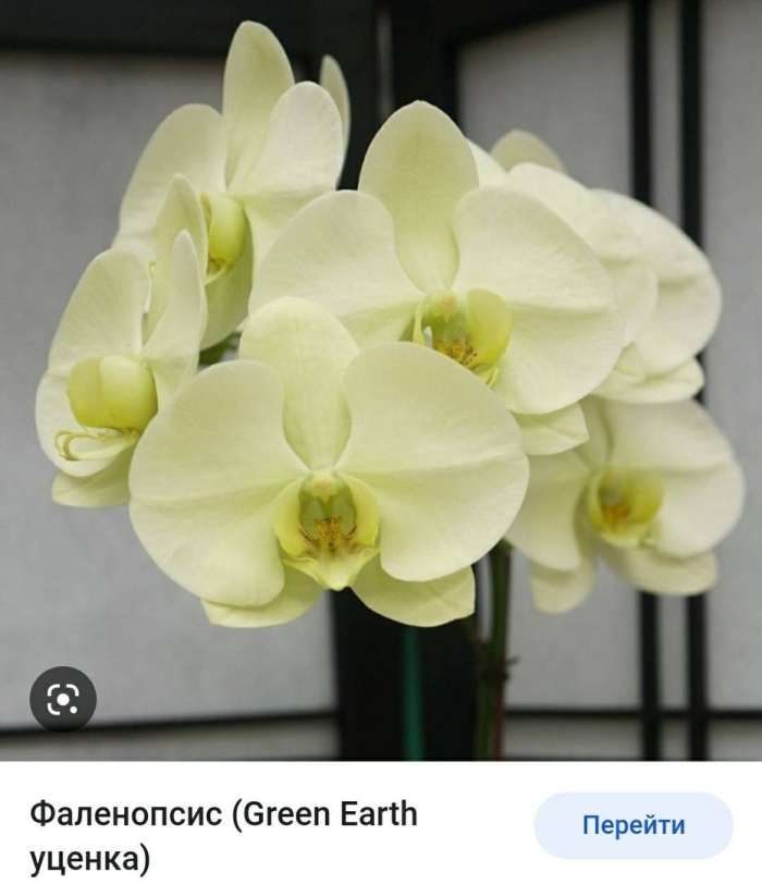 Фаленопсис голден аполлон