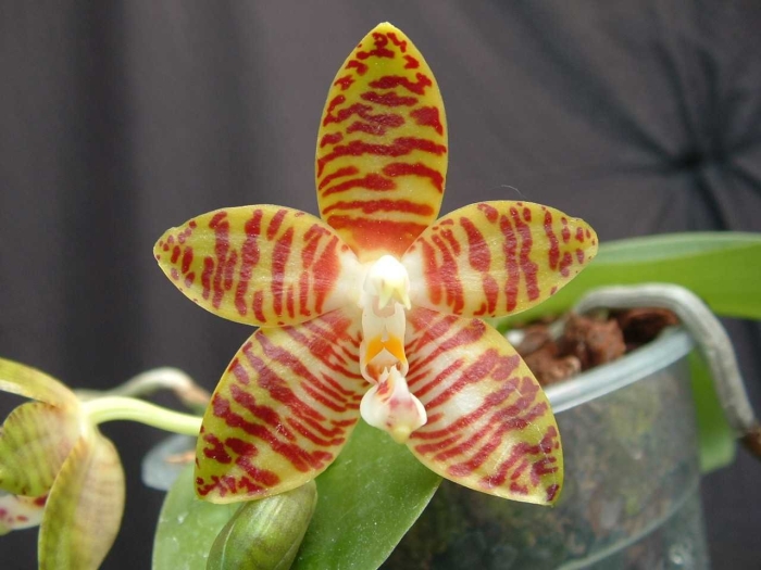 Phal. amboinensis corningiana yaphon sir