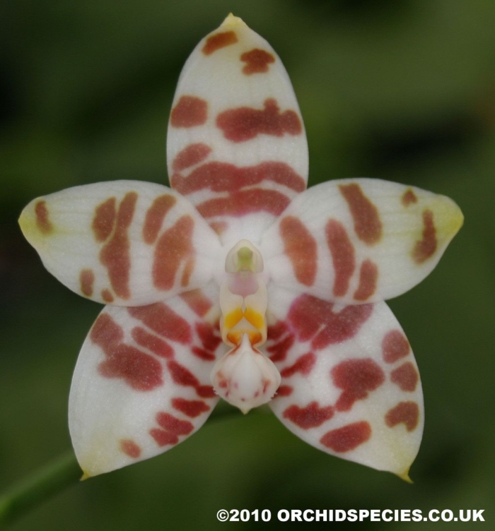 Phalaenopsis zebrina