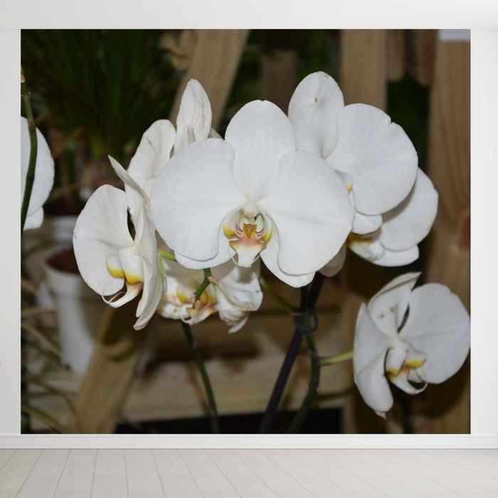 Фаленопсис anna white