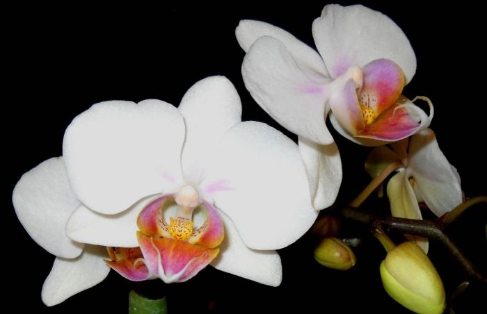 Фаленопсис энджел