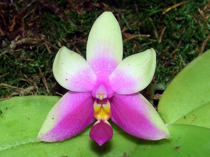 Phalaenopsis bellina