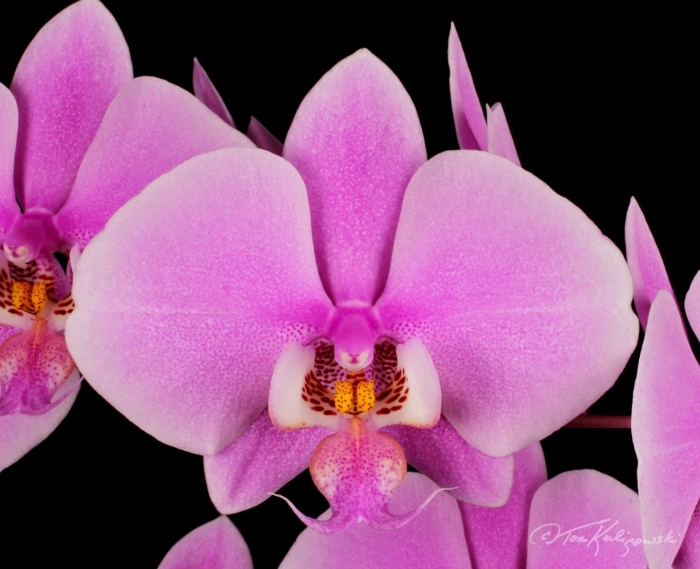 Фаленопсис taisuco anna