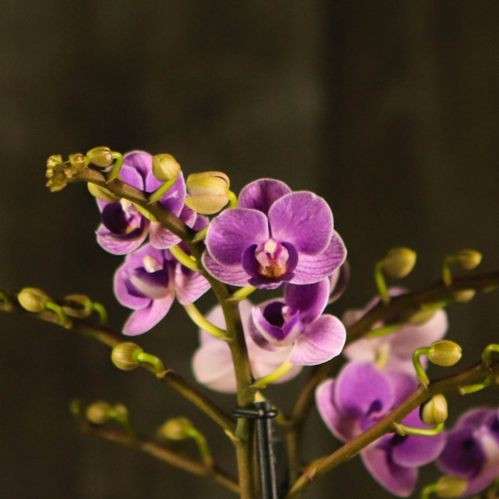 Фаленопсис вайолет квин