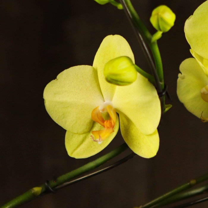 Фаленопсис аполлон жёлтый