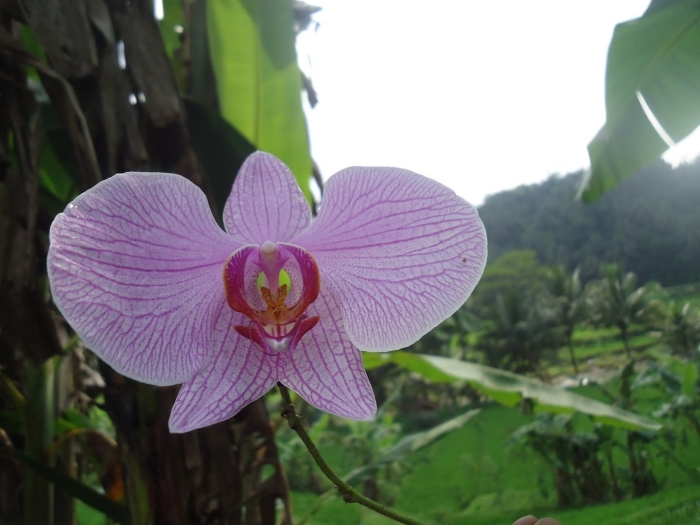 Фаленопсис agnes