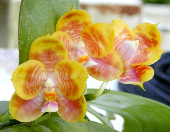 Фаленопсис guadalupe pineda yaphon