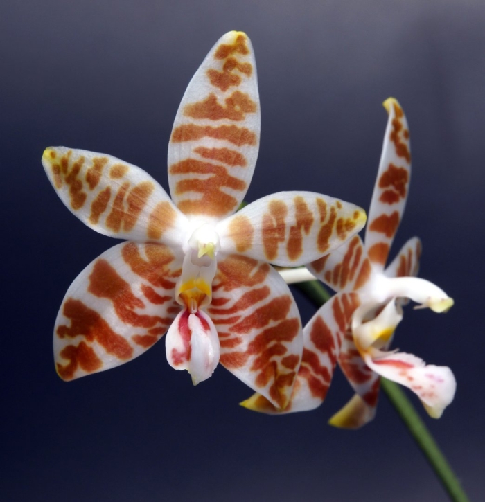 Phal amboinensis common