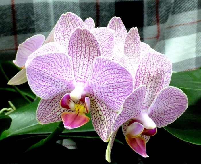 Фаленопсис равелло