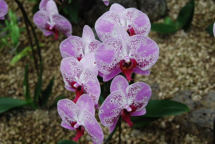 Фаленопсис казанова