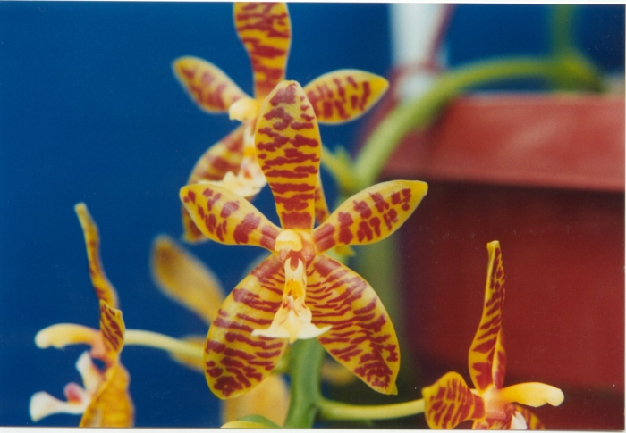 Phal. mambo