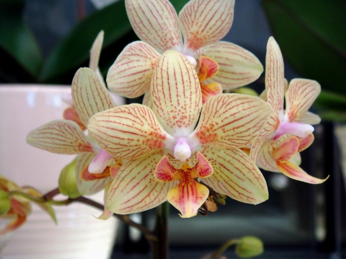 Фаленопсис bastianii