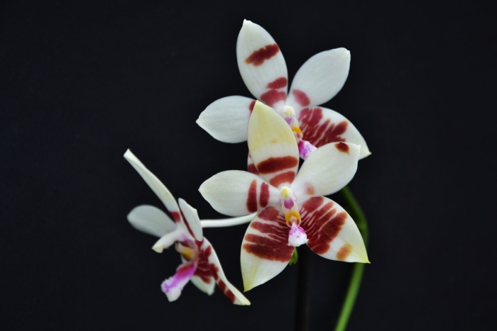 Фаленопсис тетраспис