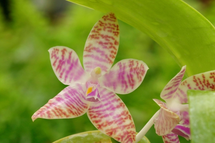 Phalaenopsis lueddemanniana