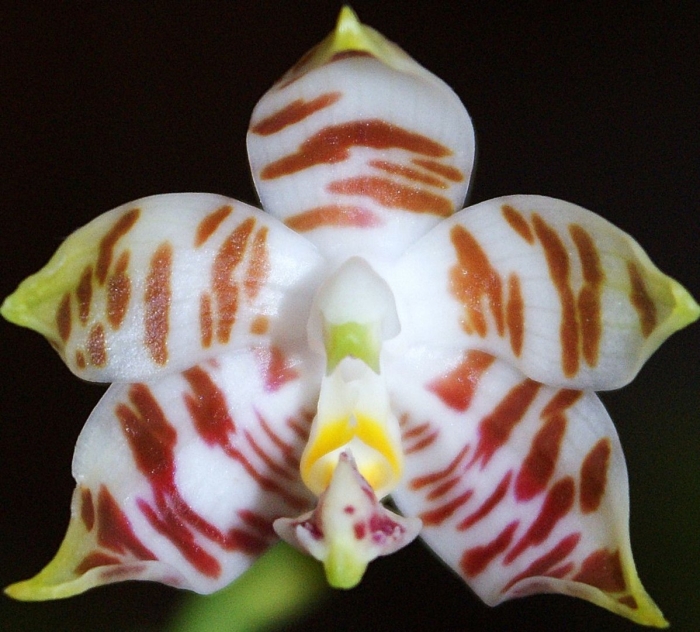 Фаленопсис amboinensis