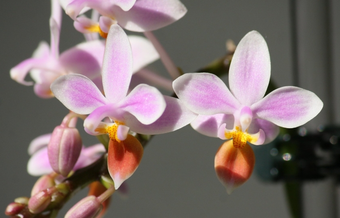 Phalaenopsis equestris rosea