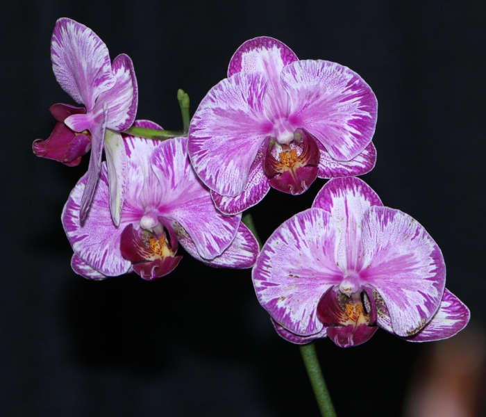 Фаленопсис jiuhbao red rose