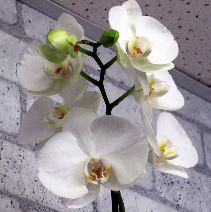 Орхидея фаленопсис белая