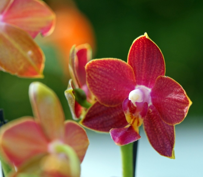 Фаленопсис tying shin