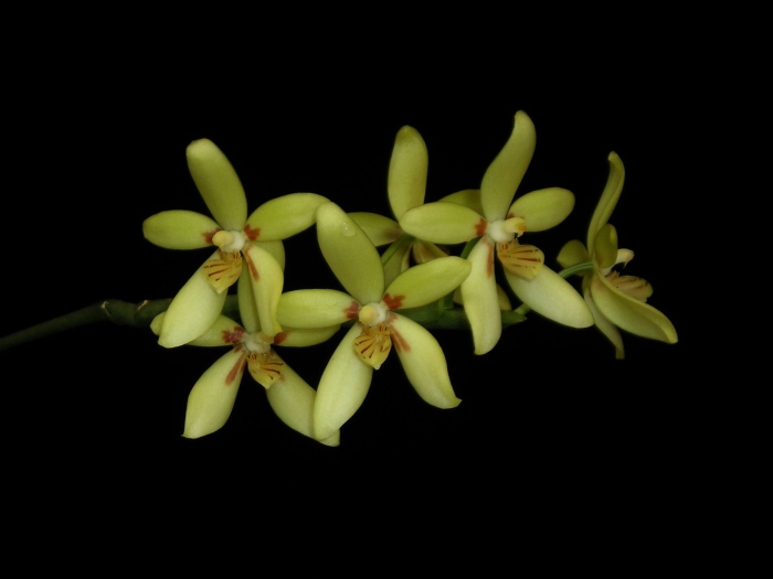 Phal. cochlearis