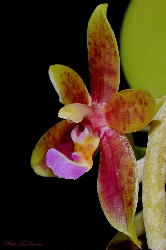 Фаленопсис cornu-cervi