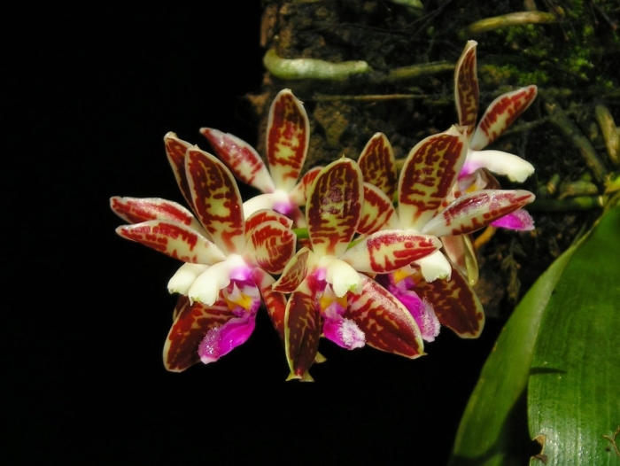 Corningiana фаленопсис