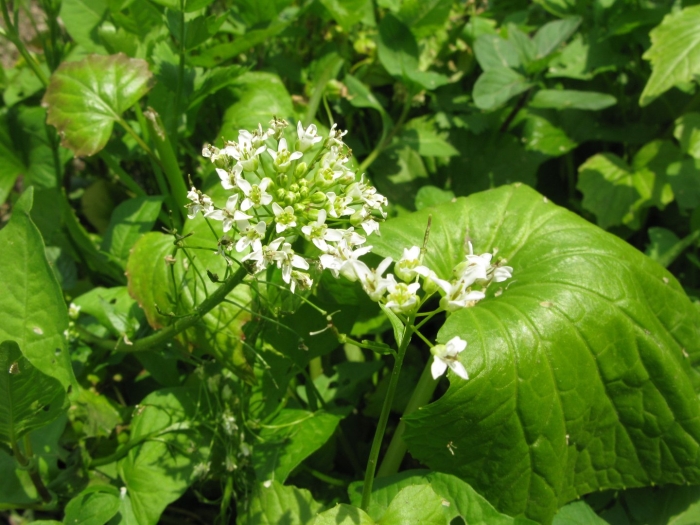 Чесночница черешчатая alliaria petiolata