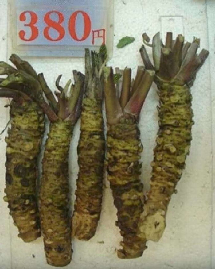 Корень васаби