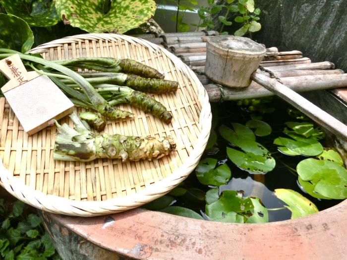 Плантации васаби