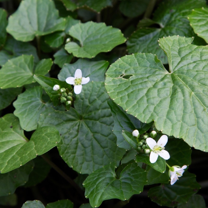 Чесночница черешковая alliaria petiolata