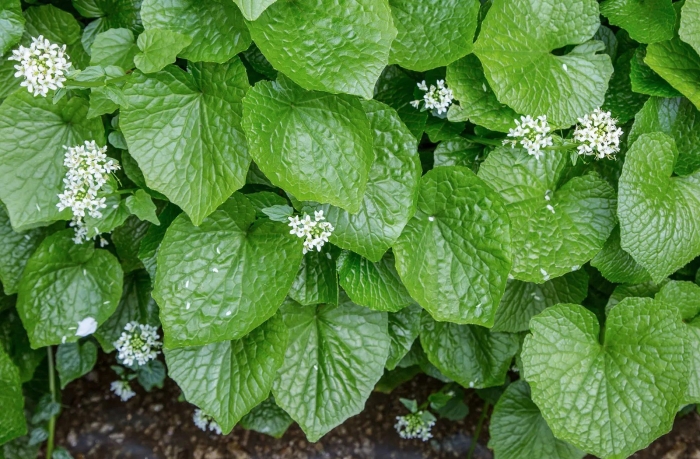 Brunnera macrophylla mr morse