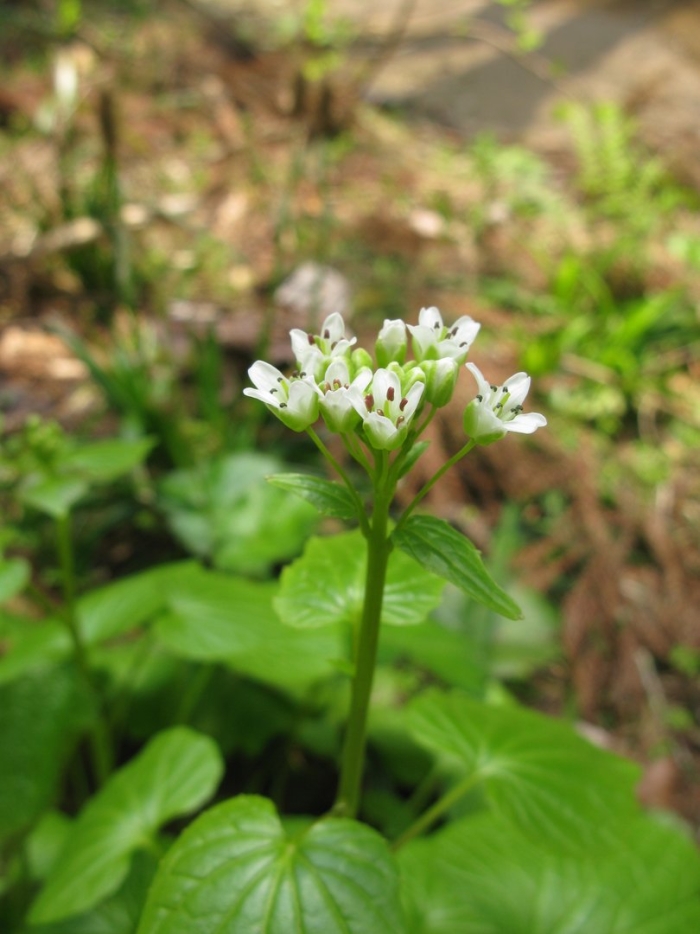 Гречиха посевная цветение