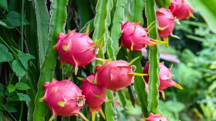 Кактус питахайя