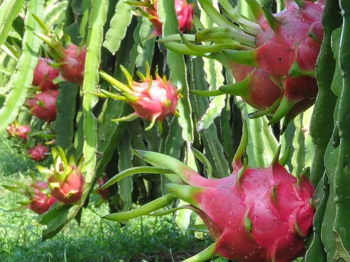 Цветок сердце дракона питахайя