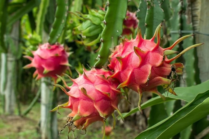 Питахайя драгонфрут