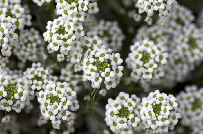 Алиссум lobularia maritima