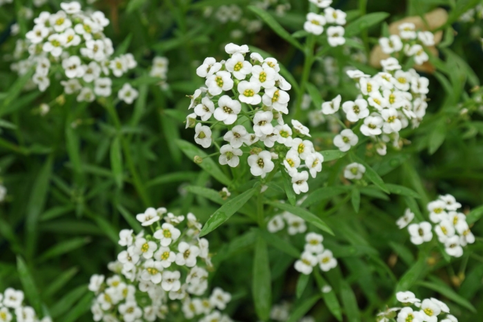 Лобулярия приморская алиссум