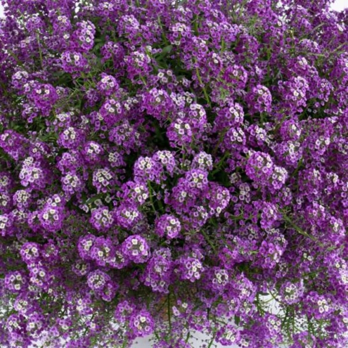 Алиссум морской лавандовый кристалл