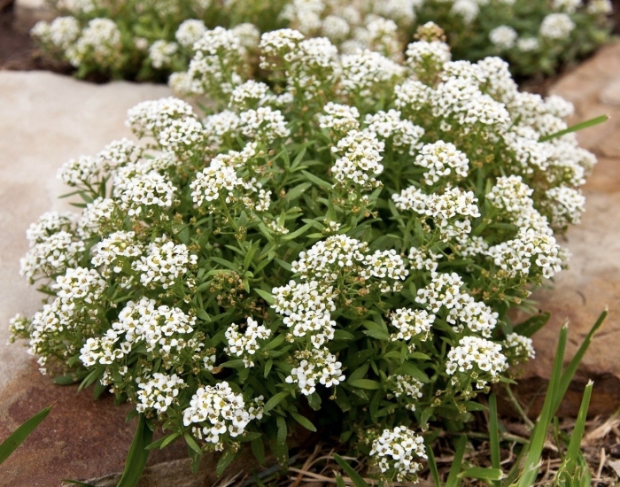 Алиссум белый